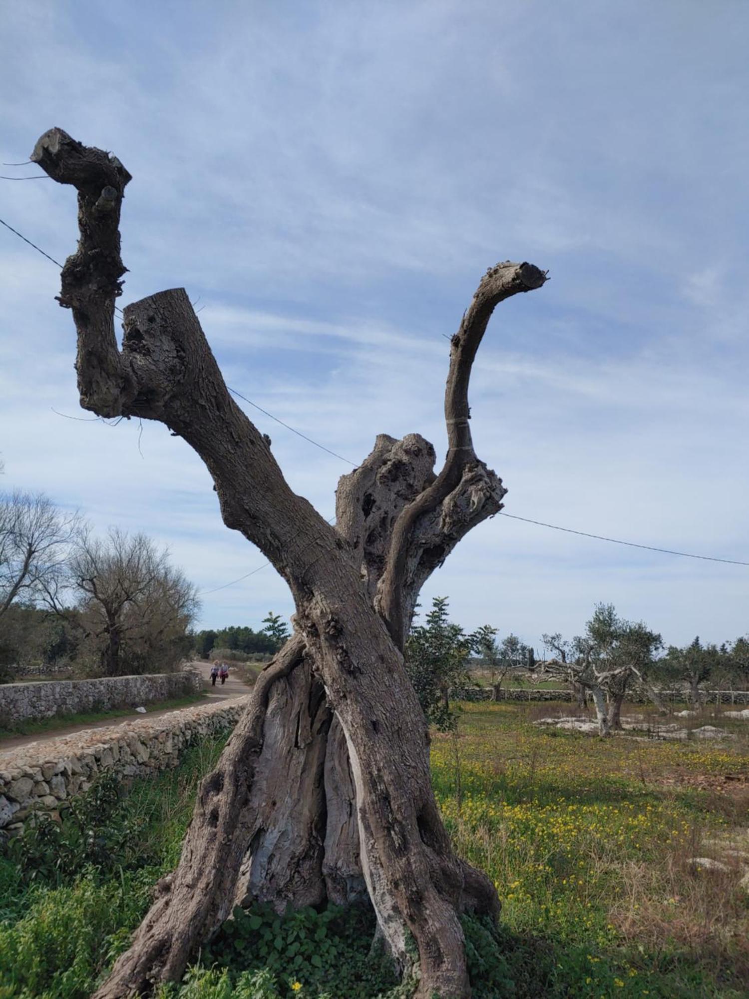 La Nicchia-Trullo Lägenhet Corigliano dʼOtranto Exteriör bild